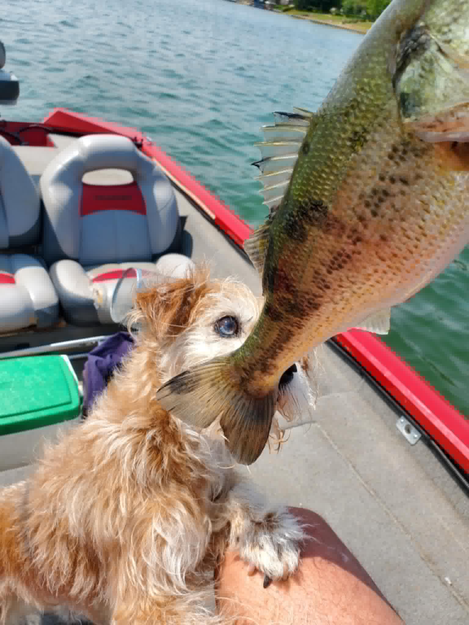 Fred Sanford's Snag it Vintage Sewing Machine Parts & Attachments.